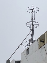 Parabuteo unicinctus