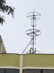 Parabuteo unicinctus