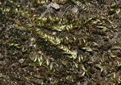 Homalothecium aureum