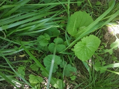 Alliaria petiolata