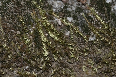 Homalothecium aureum