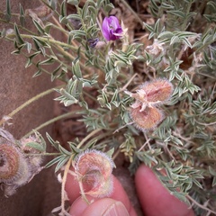 Astragalus desperatus