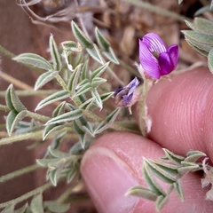 Astragalus desperatus