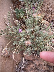 Astragalus desperatus