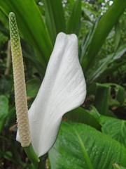 Spathiphyllum