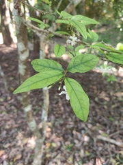 Wrightia religiosa