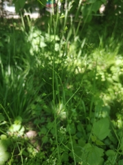 Capsella bursa-pastoris