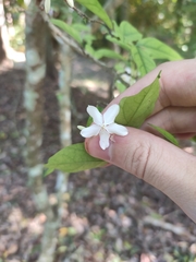 Wrightia religiosa