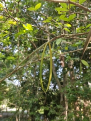 Wrightia religiosa