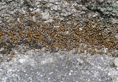 Gemmabryum brassicoides