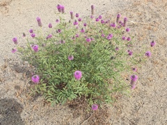 Dalea ornata