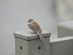 Spizella passerina passerina