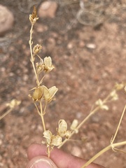 Frasera paniculata