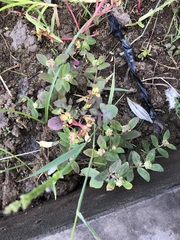 Euphorbia ophthalmica