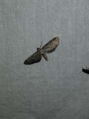 Eupithecia ravocostaliata