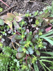 Portulaca oleracea