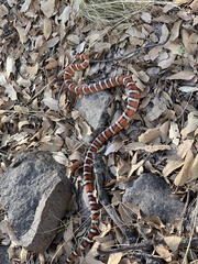 Lampropeltis knoblochi