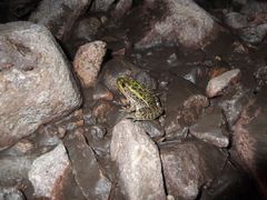 Lithobates chiricahuensis