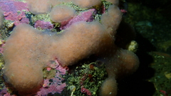 Cystodytes lobatus