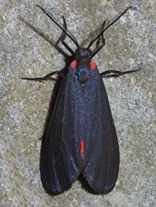 Lycomorpha splendens