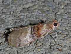 Pococera militella
