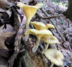 Chrysomphalina strombodes image