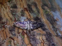 Rhimphalea