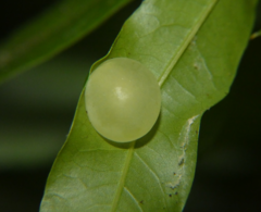 Amphibolips quercusracemaria