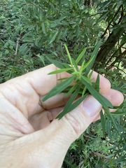 Pimelea neoanglica
