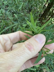 Pimelea neoanglica