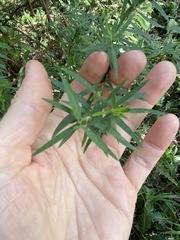 Pimelea neoanglica