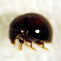 Rentonium bicolor