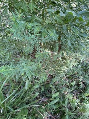 Pimelea neoanglica