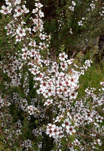 Leptospermum scoparium