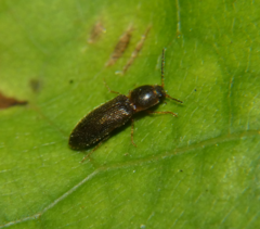 Tetralimonius nimbatus