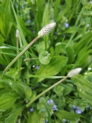 Plantago lanceolata