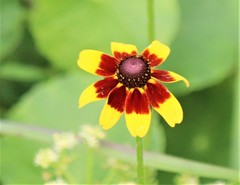 Coreopsis tinctoria tinctoria