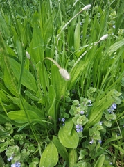 Plantago lanceolata
