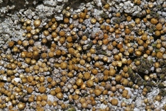 Gemmabryum brassicoides