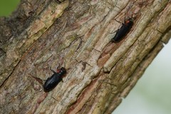 Anthaxia viridicornis