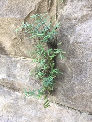 Pellaea atropurpurea
