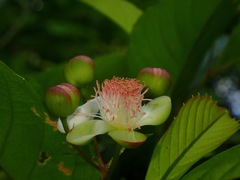 Tetracera