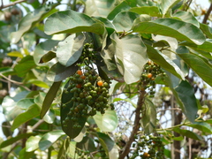 Ehretia laevis
