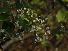 Ehretia laevis