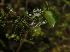 Ehretia laevis