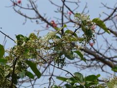 Ehretia laevis