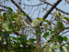 Ehretia laevis