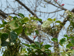 Ehretia laevis