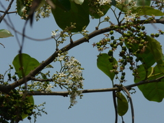 Ehretia laevis