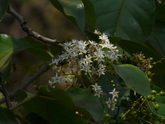Ehretia laevis